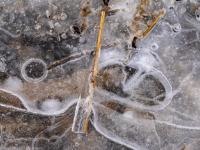 Schilfhalm eingeschlossen in Eis mit kreisförmigen und ovalen Muster